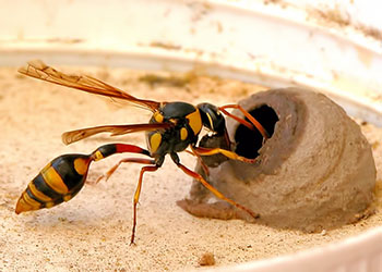 potter wasp