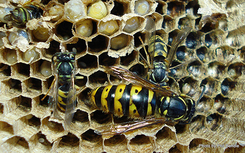 queen wasp laying eggs
