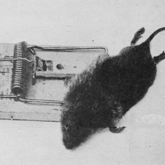 rat control trap
