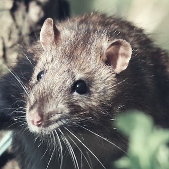 rodent control image