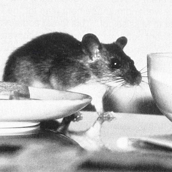rat on a table