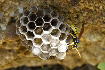 small wasp nest