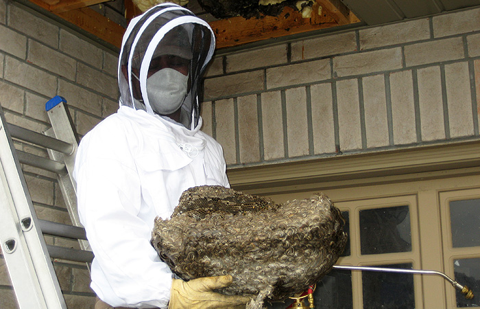European Wasp nest removal