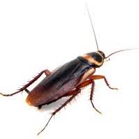 Cockroach-pest