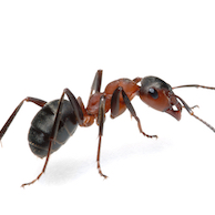 ant-pest.jpg