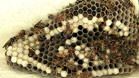 Many European Wasp