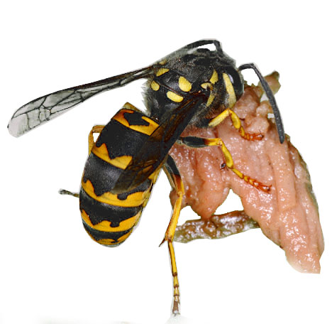 European Wasp eating meat