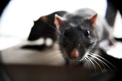 photo of rat