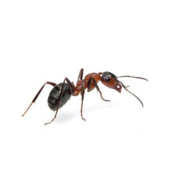 Ants Ants