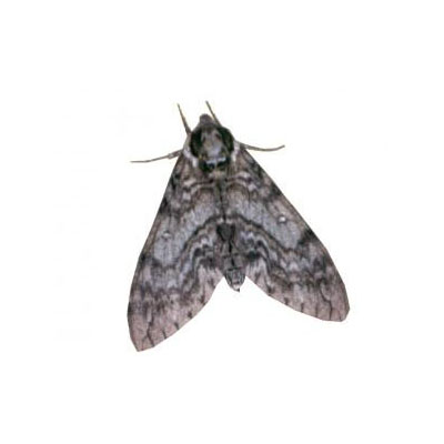 Clothes Moths Pest Control