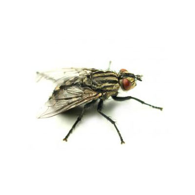 Flies Flies