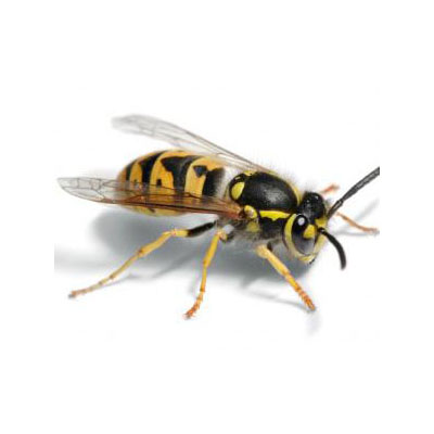 Wasps Wasps